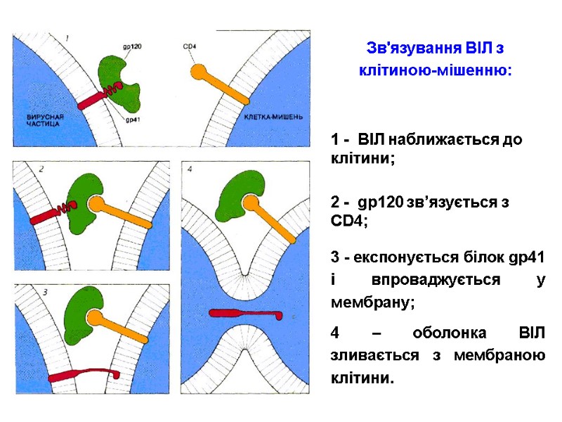 Зв'язування ВІЛ з клітиною-мішенню: 1 -  ВІЛ наближається до клітини; 2 - 